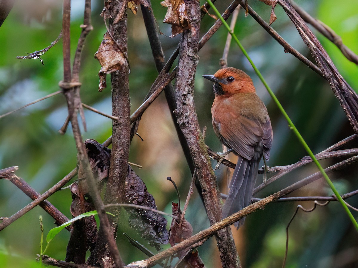 Ruddy Spinetail - ML645207109
