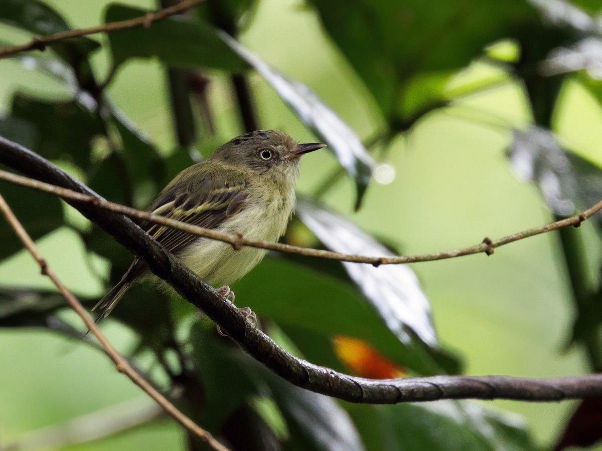 Double-banded Pygmy-Tyrant - ML645207112