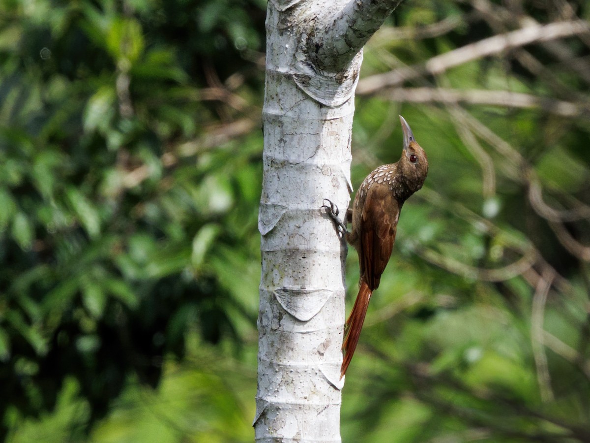 Grimpar à collier - ML645207114