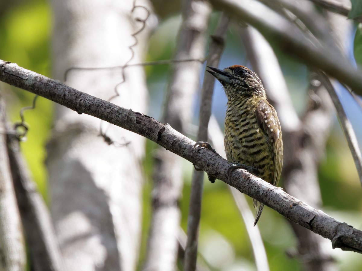 Golden-spangled Piculet - ML645207117