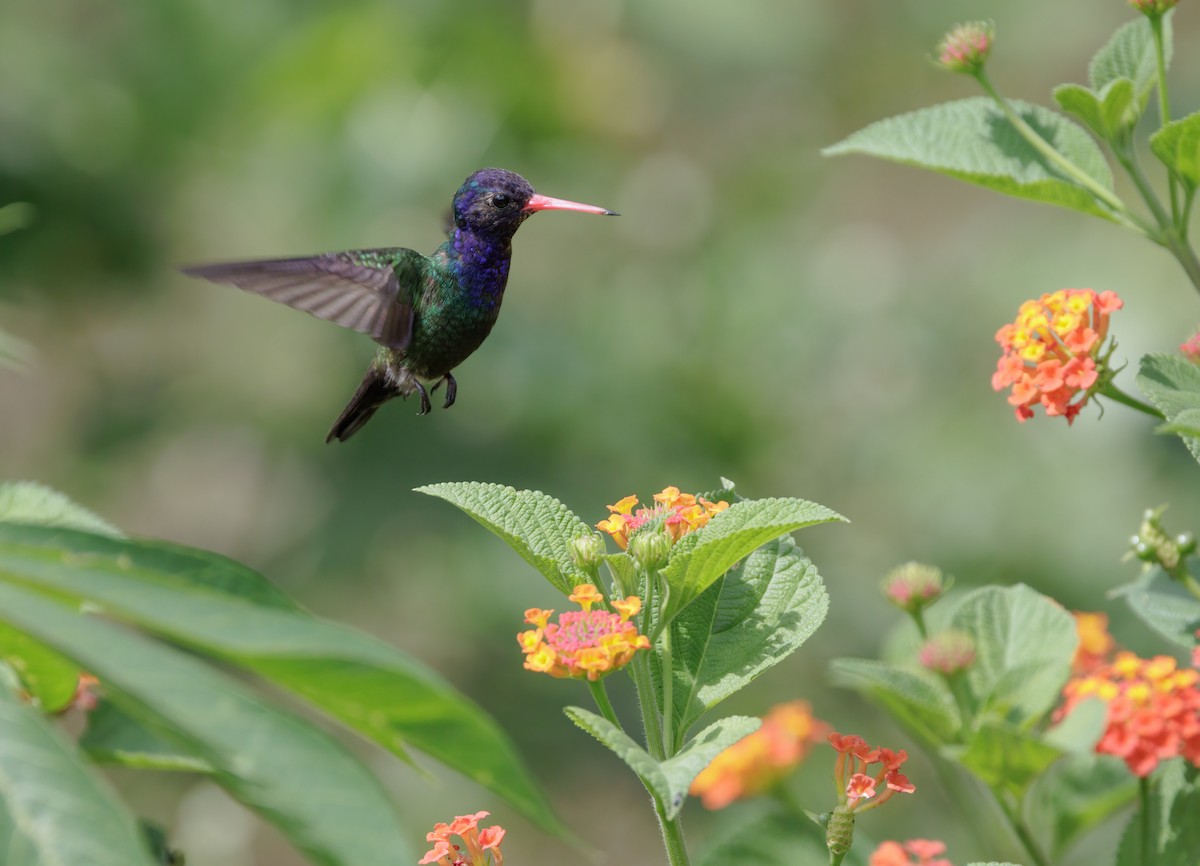 White-chinned Sapphire - ML645207120