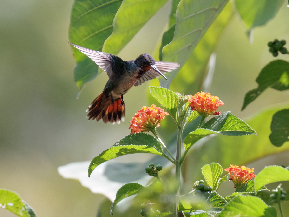 Rufous-throated Sapphire - ML645207123