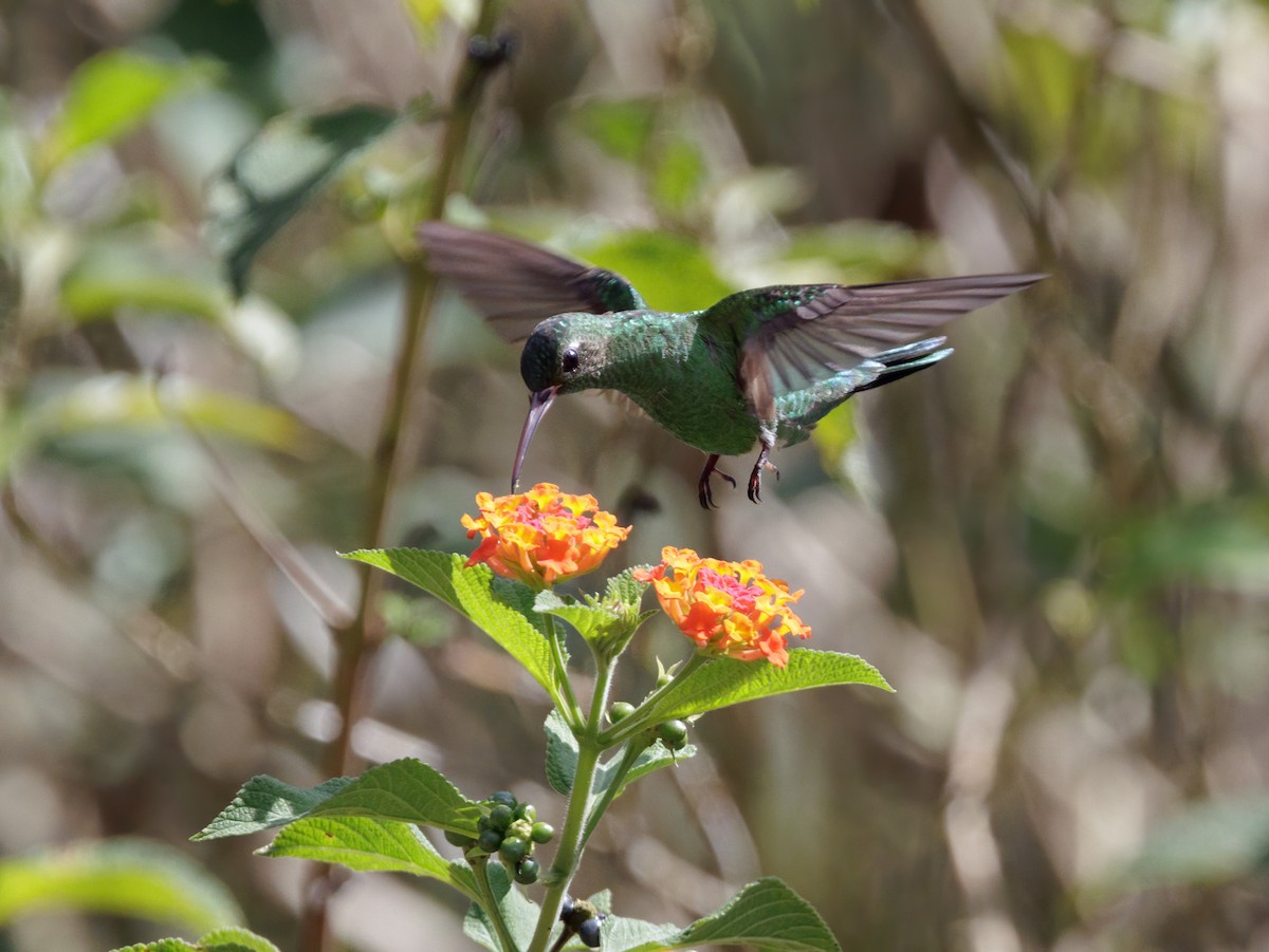 Green-tailed Goldenthroat - ML645207125
