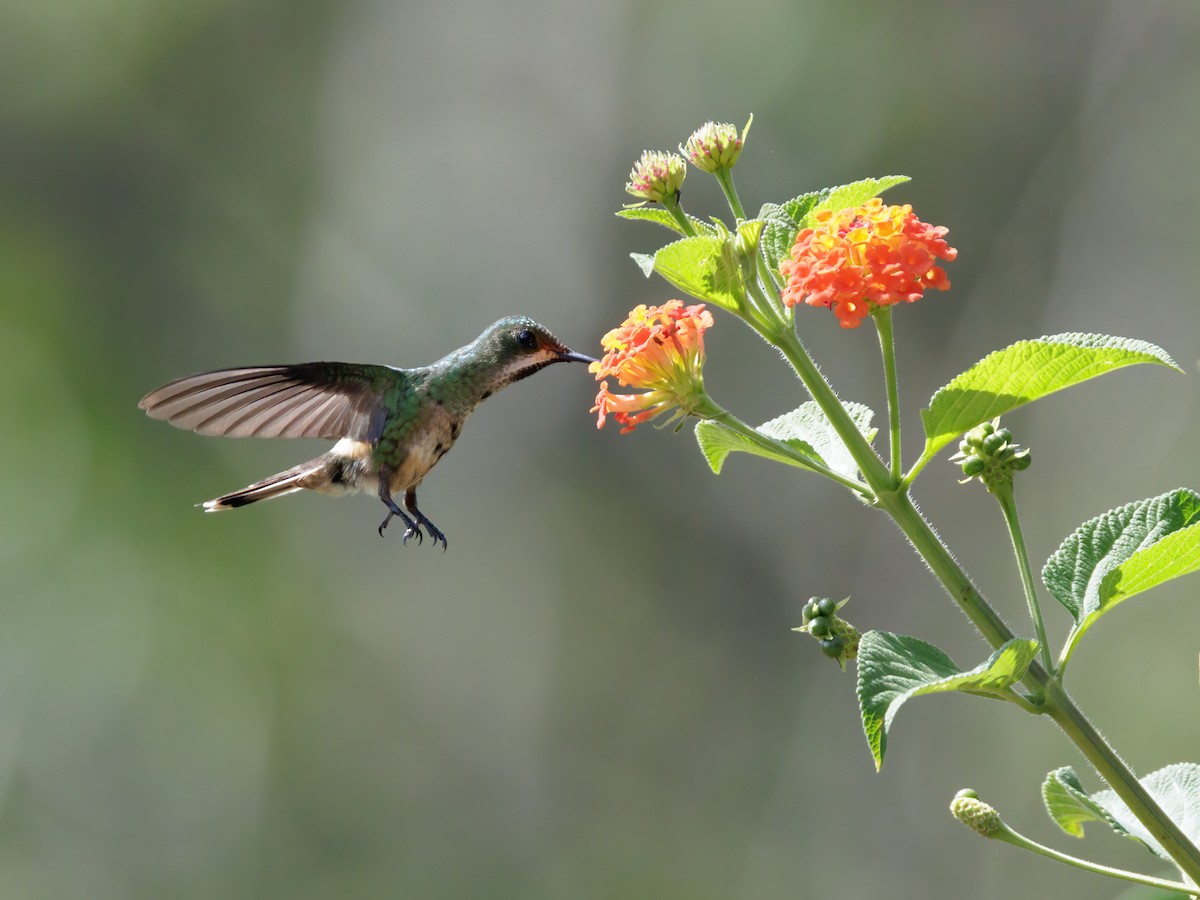 Racket-tipped Thorntail - ML645207129