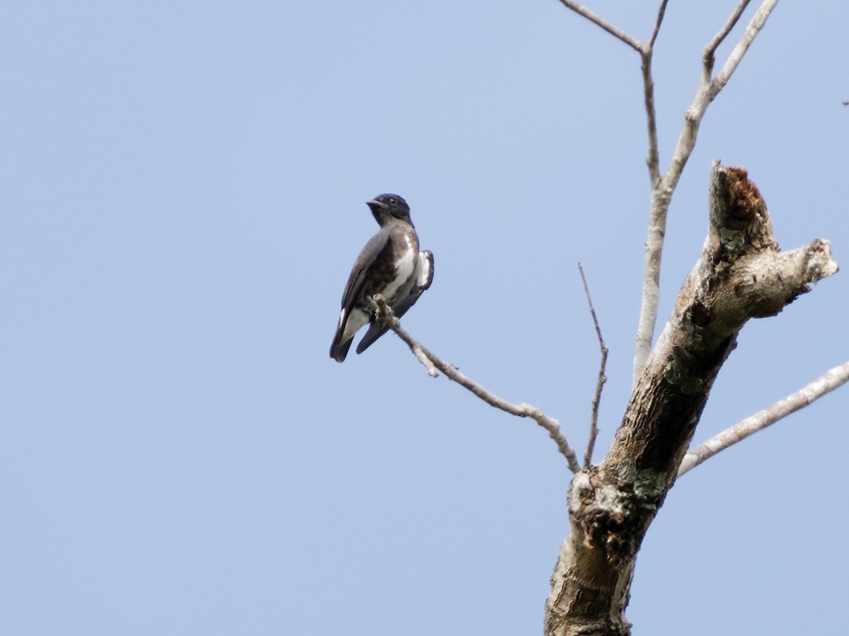 Dusky Purpletuft - ML645207131