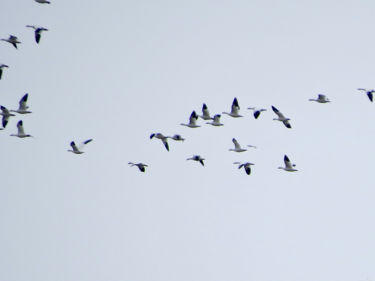 Ross's Goose - ML645207134