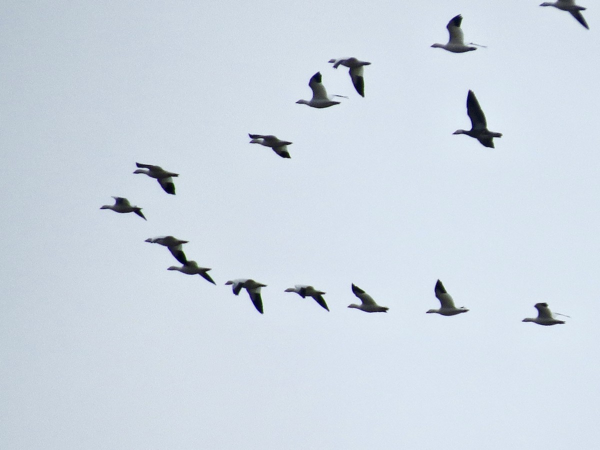 Ross's Goose - ML645207135