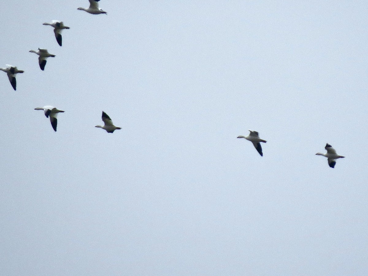 Ross's Goose - ML645207136