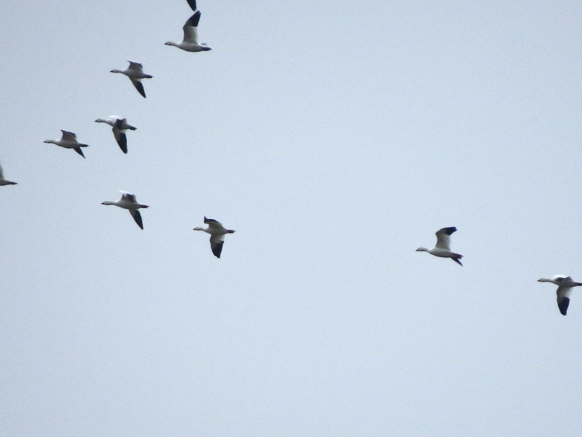 Ross's Goose - ML645207138