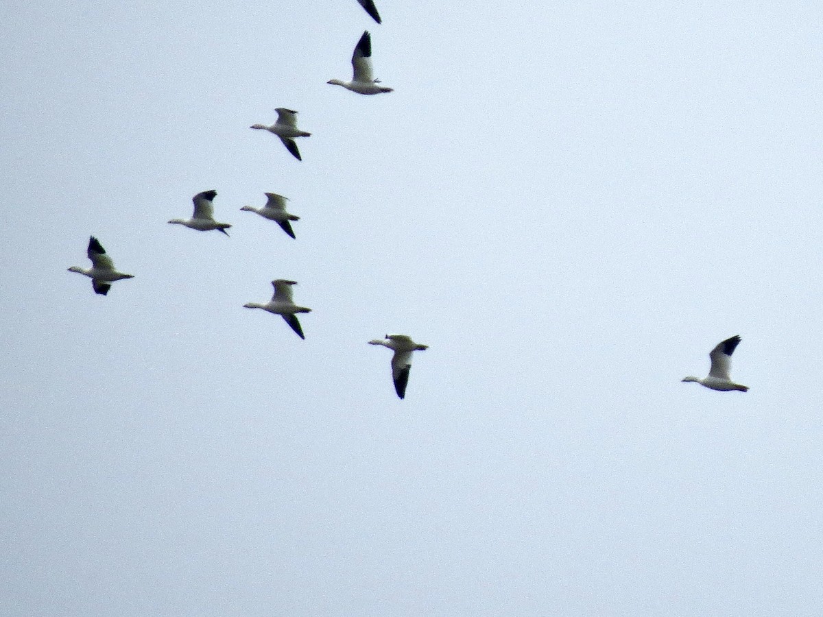 Ross's Goose - ML645207139