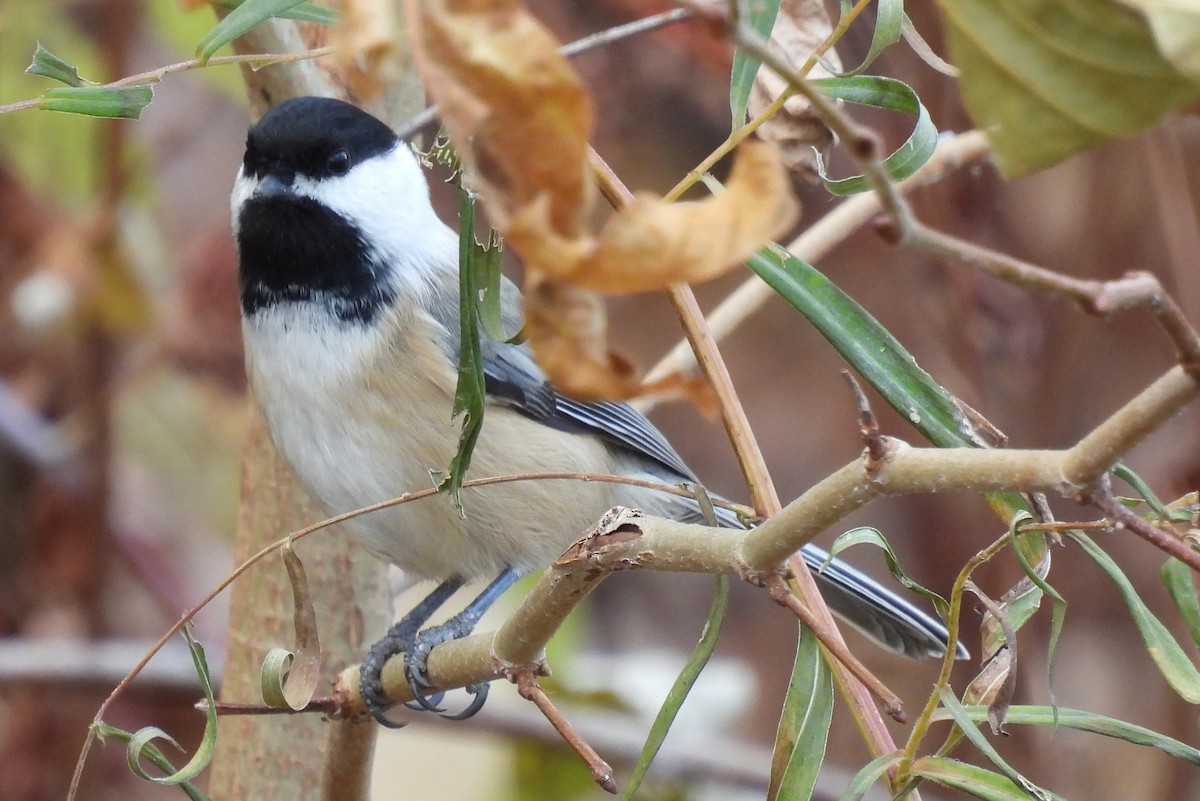 Black-capped Chickadee - ML645207143