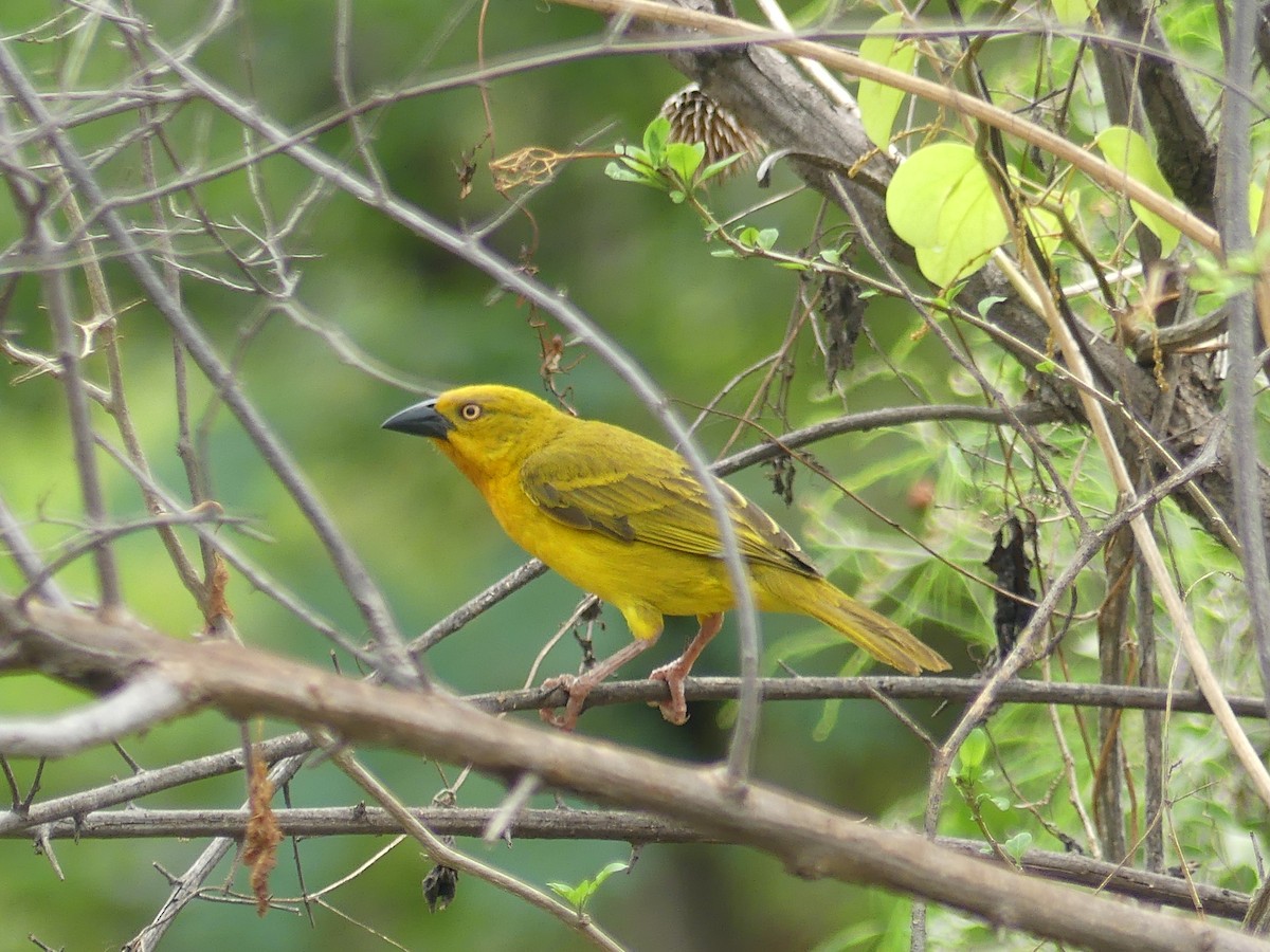 Holub's Golden-Weaver - ML645207144
