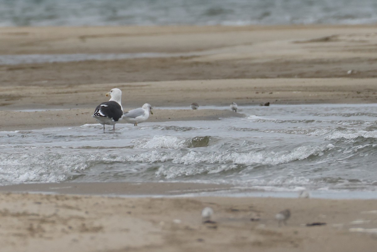Great Black-backed Gull - ML645207182