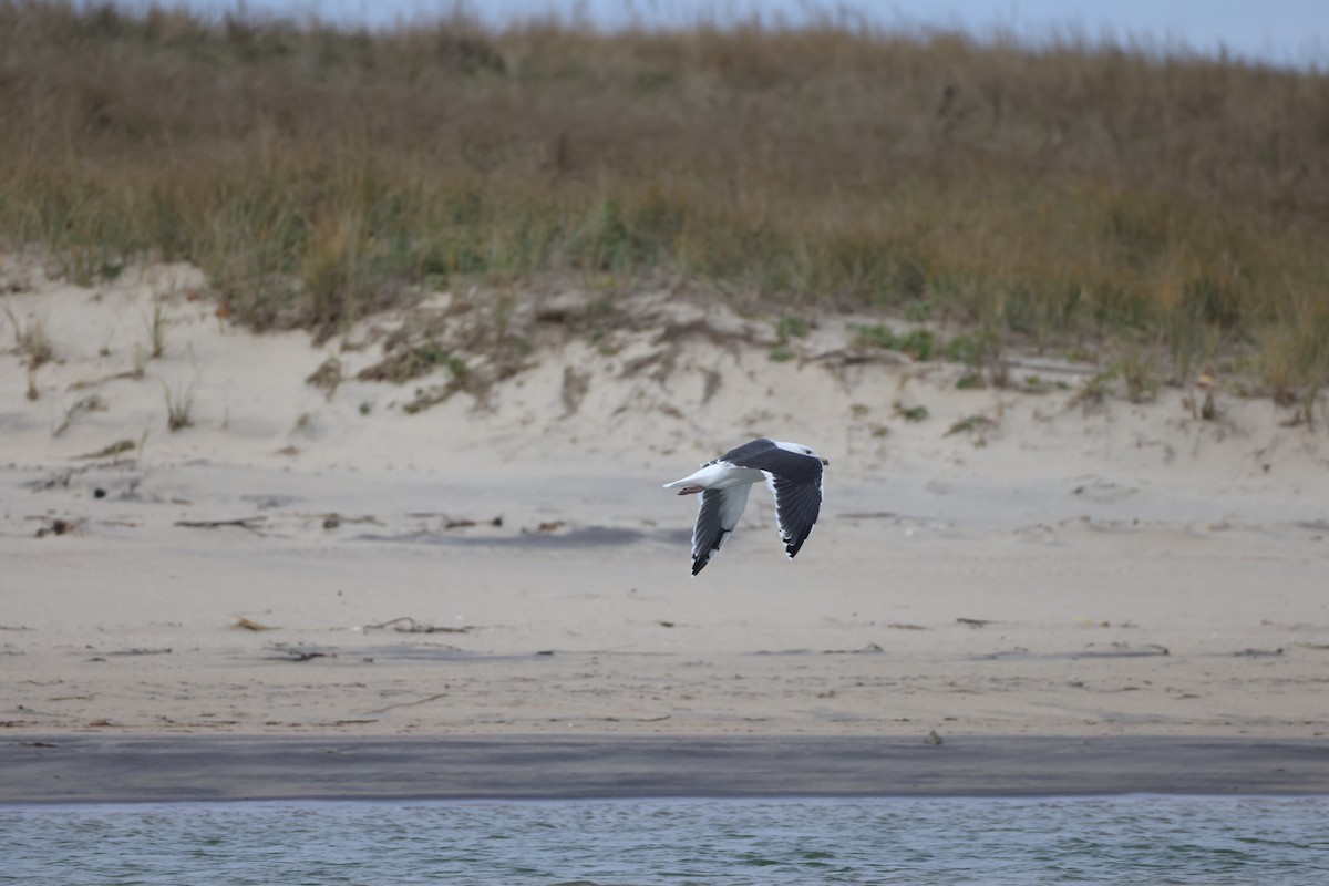 Great Black-backed Gull - ML645207183