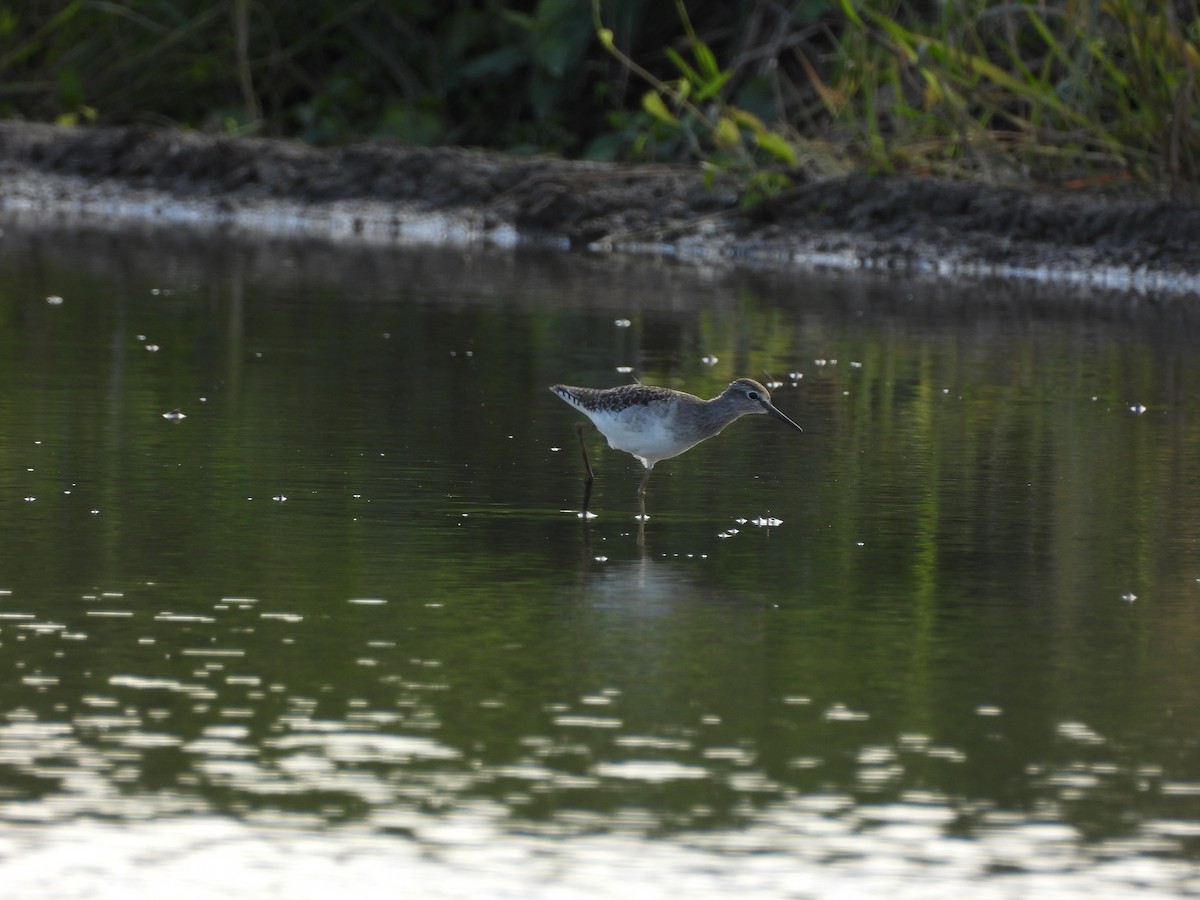 vodouš bahenní - ML645207191