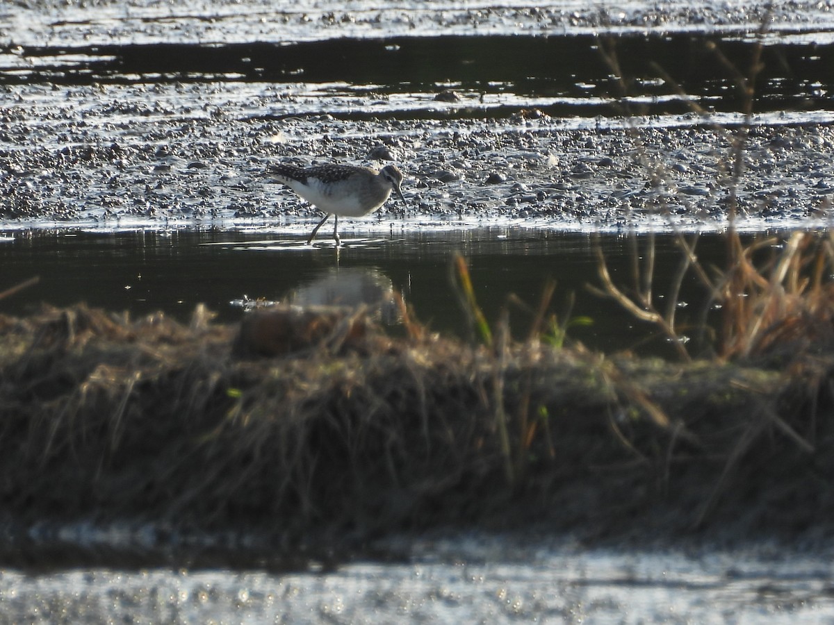 vodouš bahenní - ML645207192