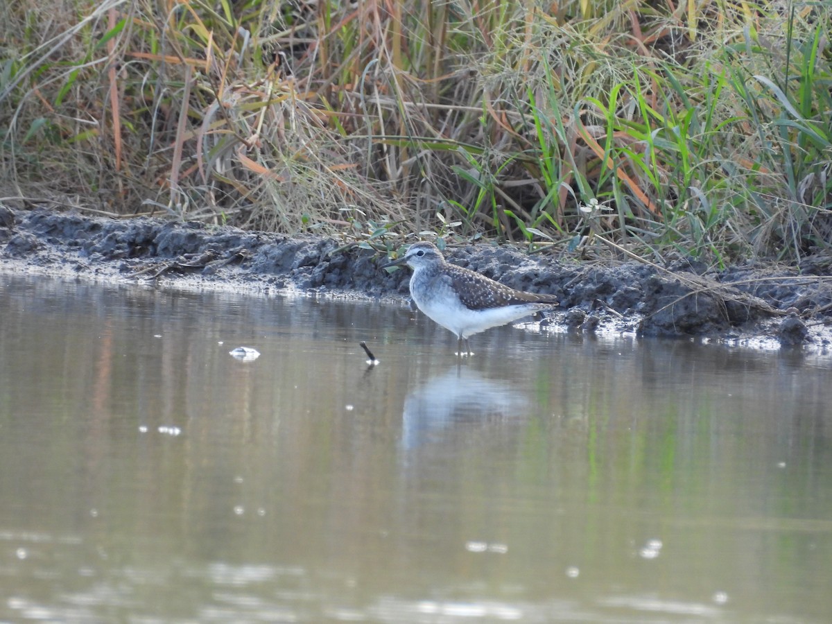 vodouš bahenní - ML645207193