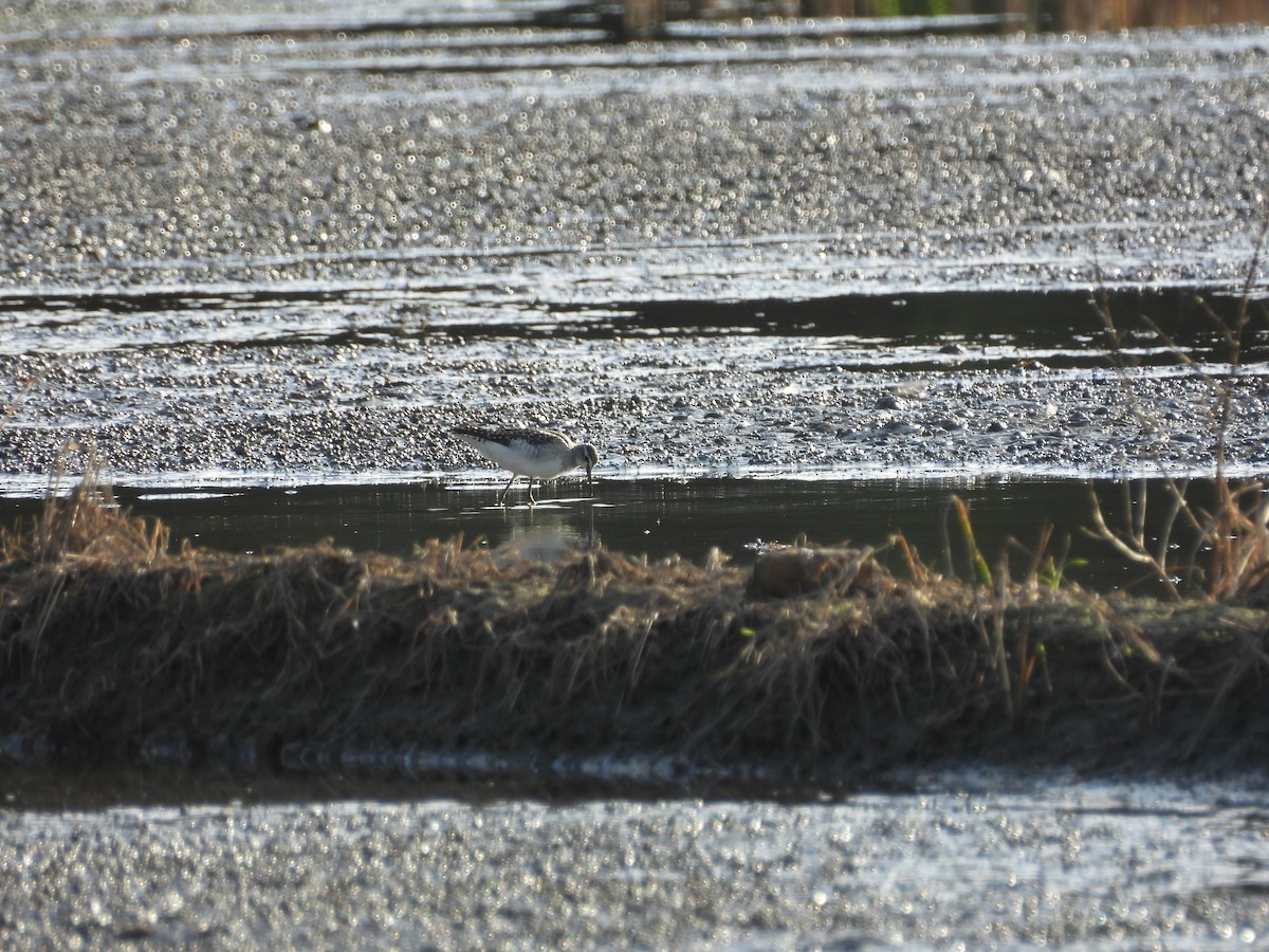 vodouš bahenní - ML645207194