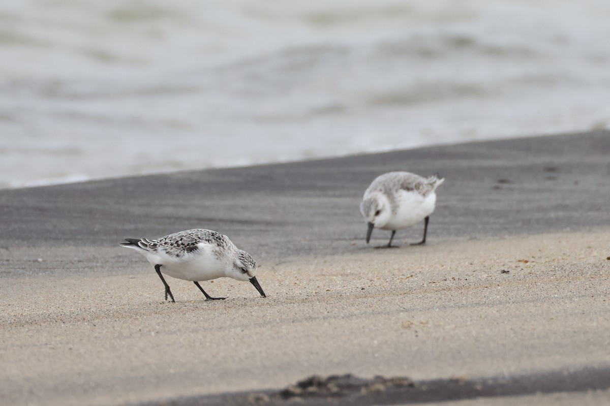 Sanderling - ML645207201