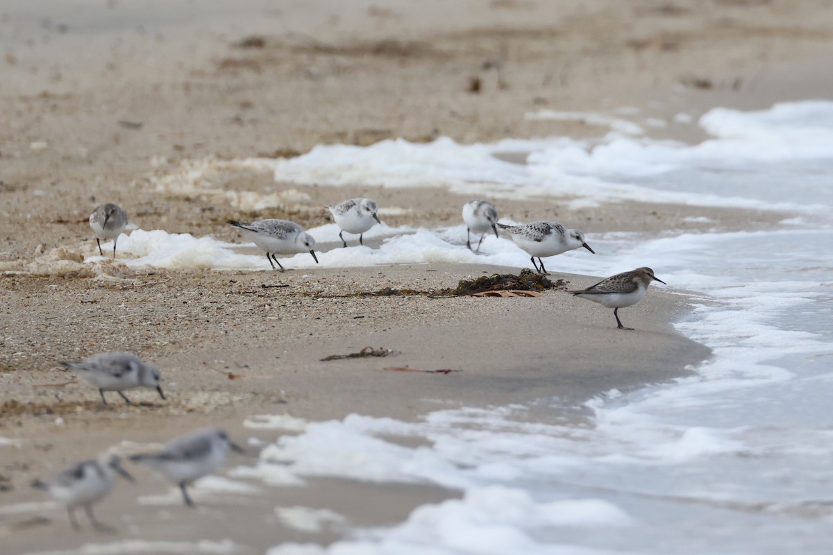 Sanderling - ML645207203