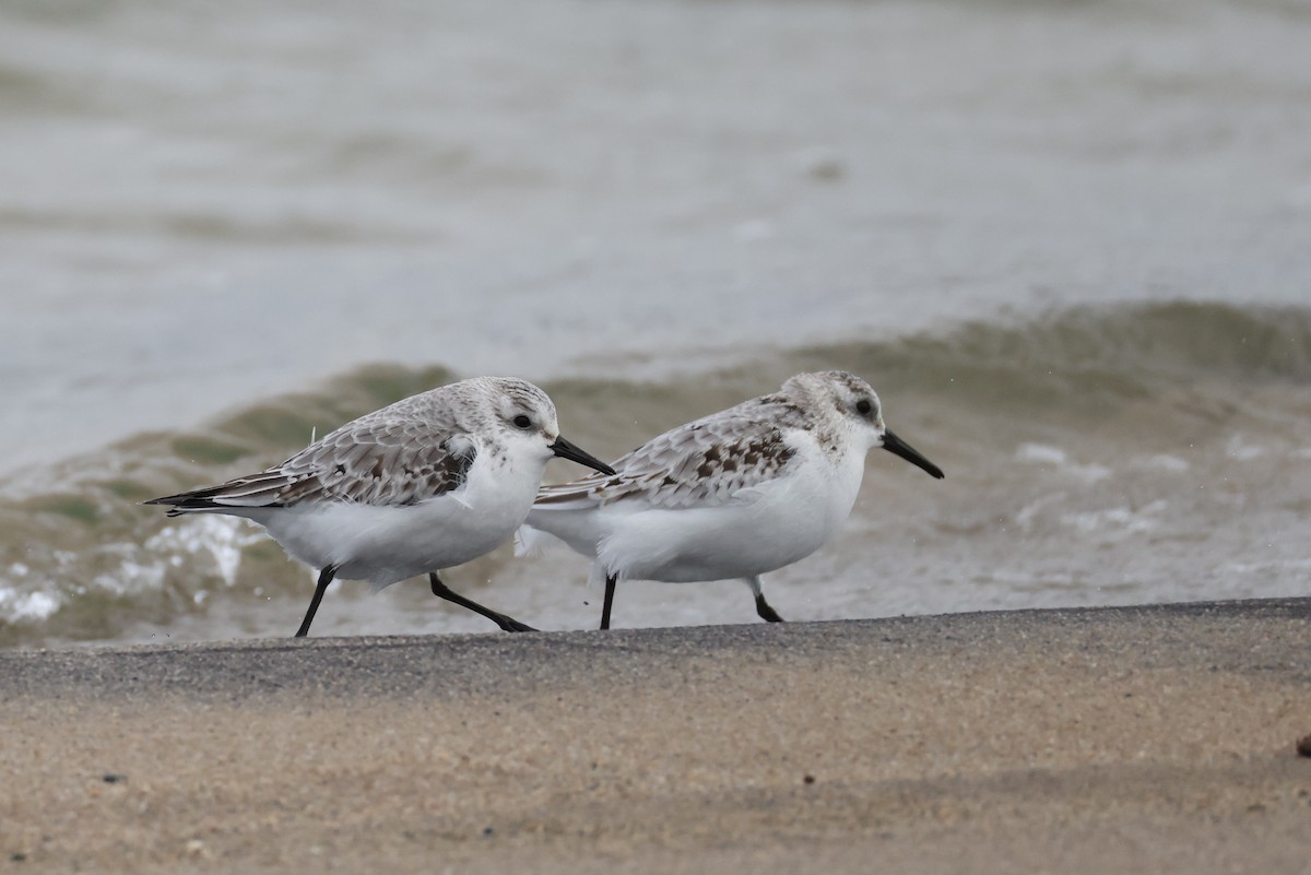Sanderling - ML645207204