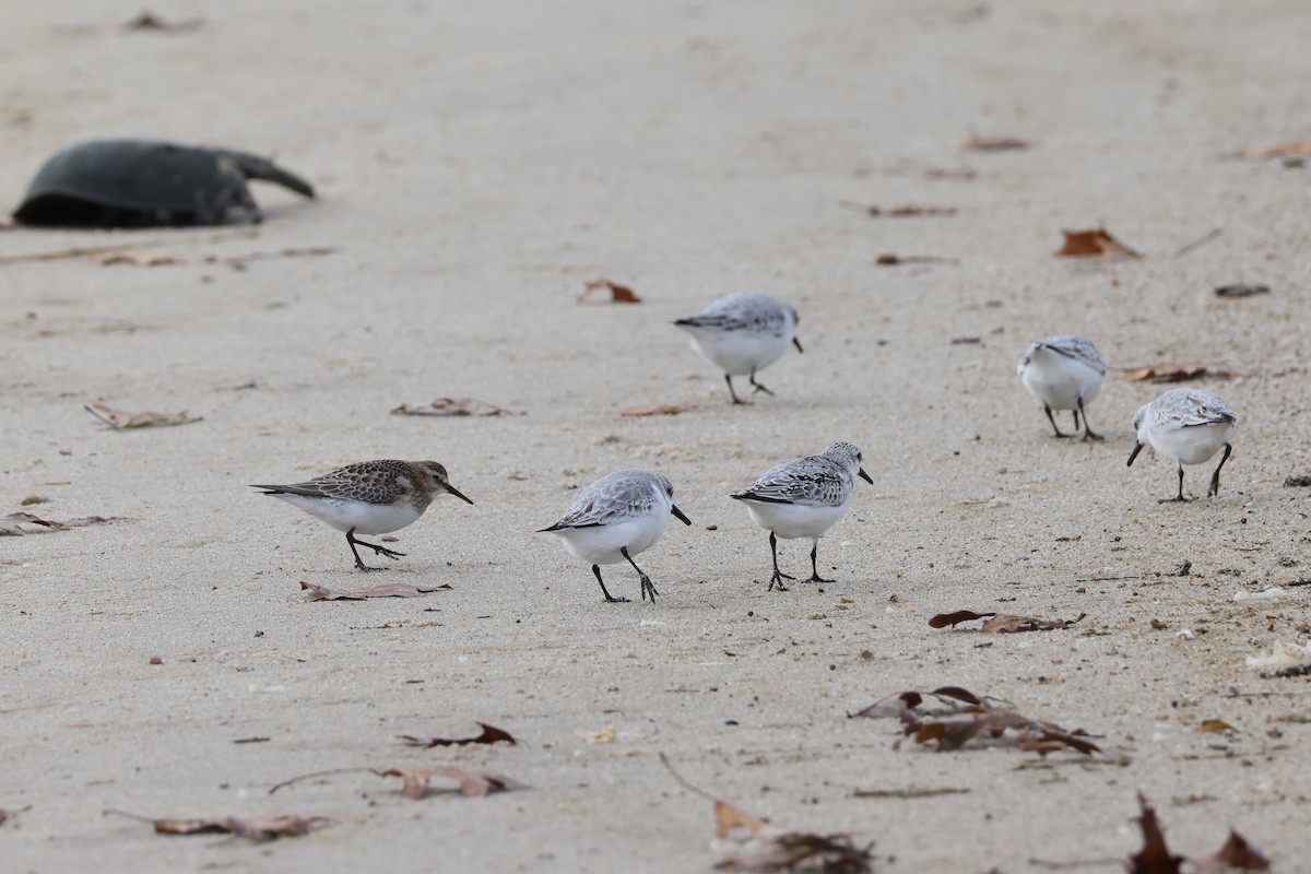 Sanderling - ML645207205
