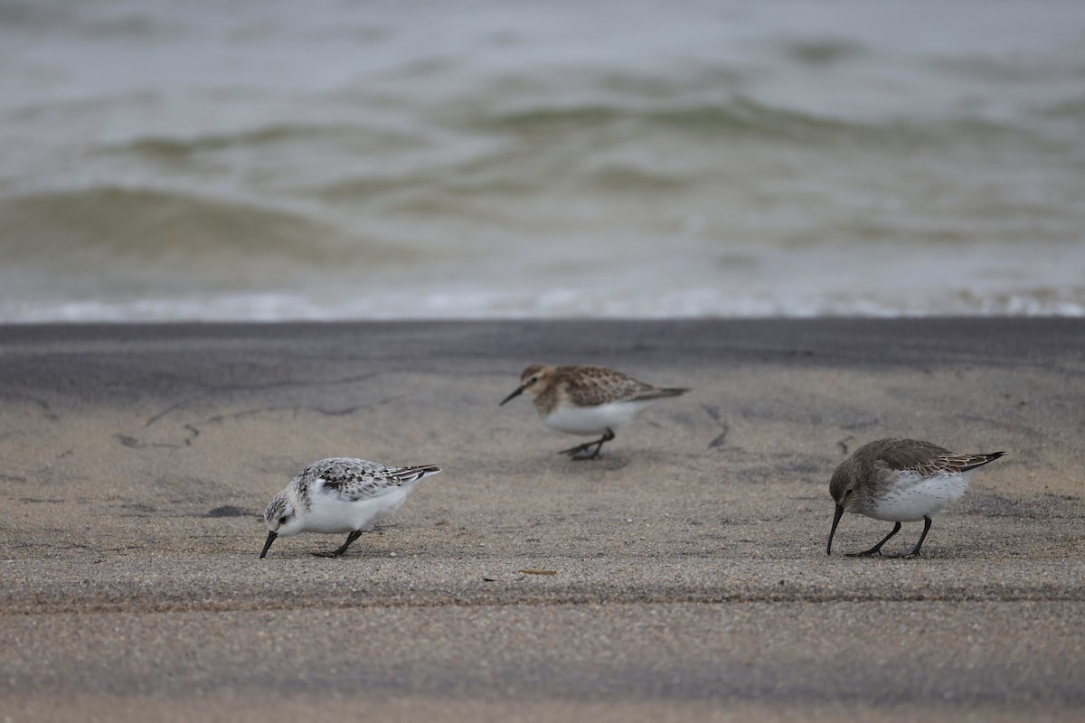 Sanderling - ML645207206