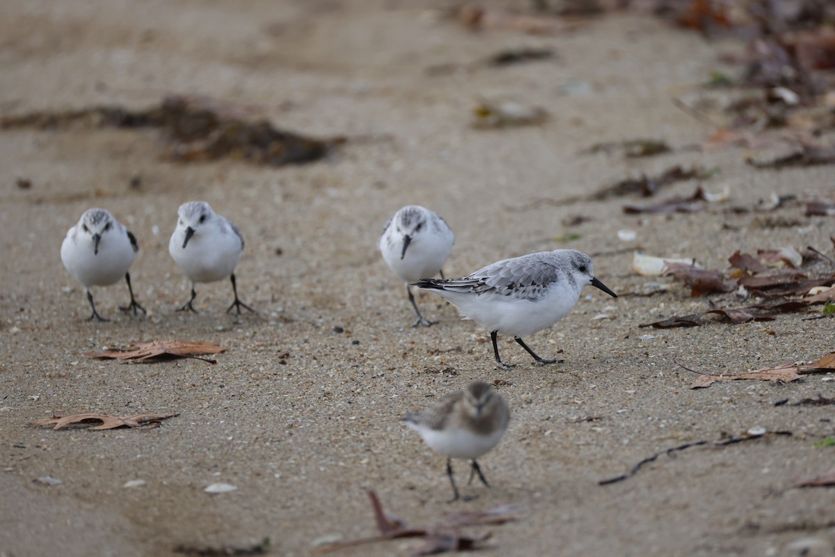 Sanderling - ML645207207