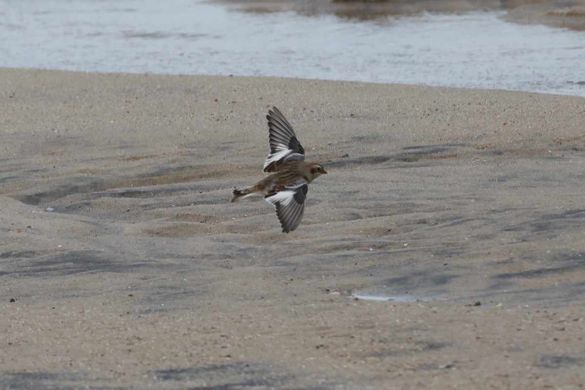 Snow Bunting - ML645207226