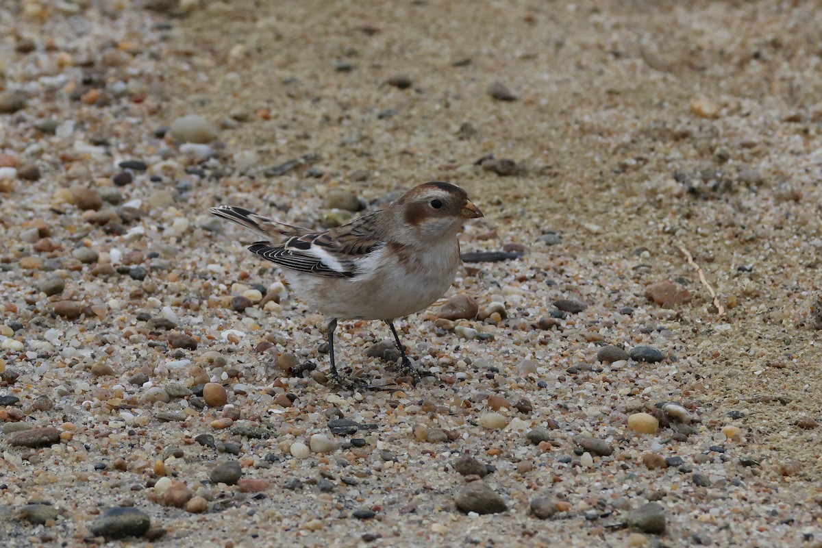 Snow Bunting - ML645207227