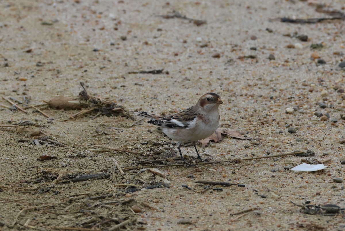 Snow Bunting - ML645207228