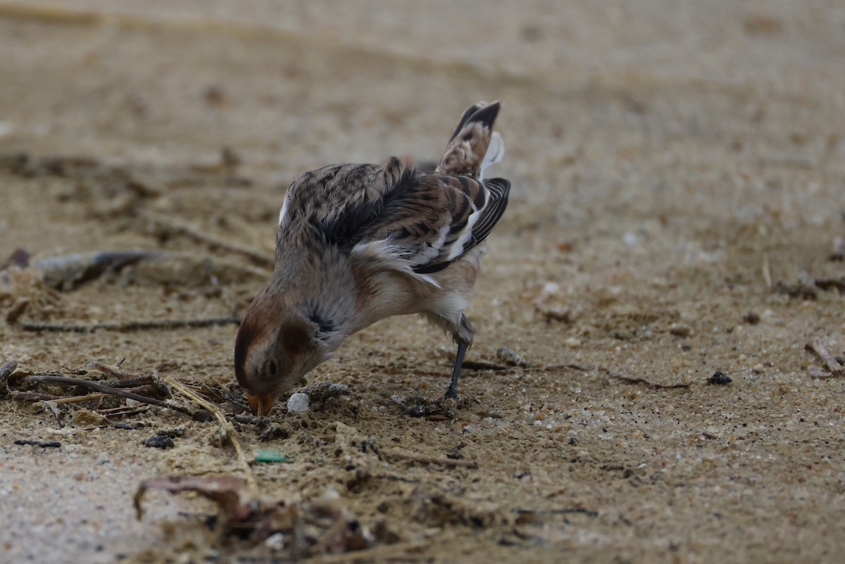 Snow Bunting - ML645207229