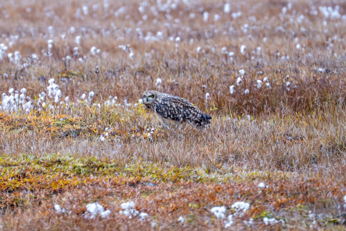 Gufo di palude - ML645207235