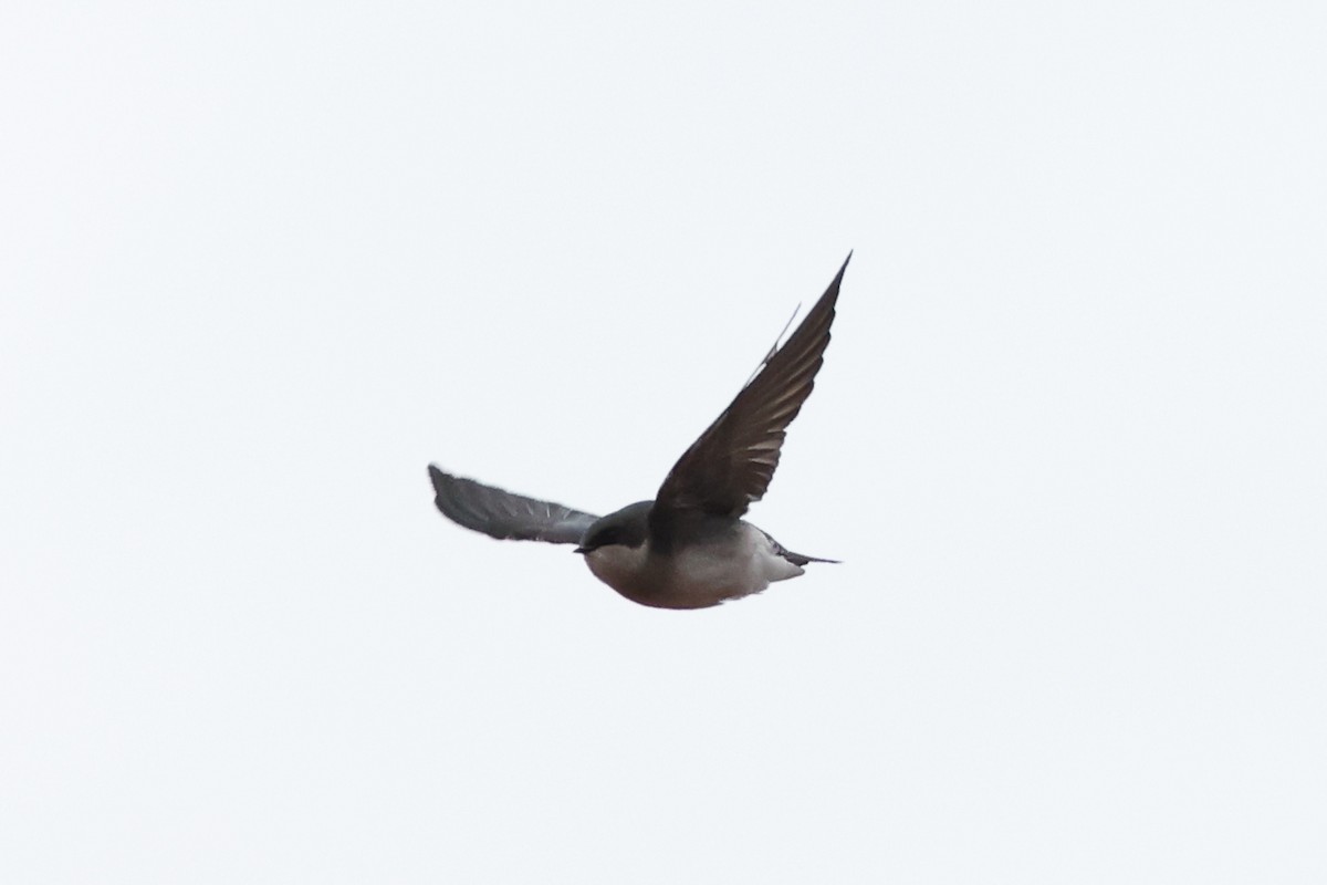 Tree Swallow - ML645207238