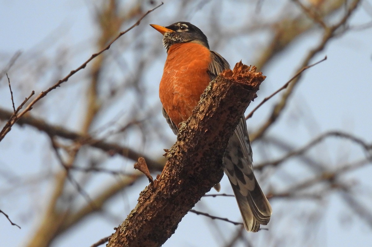 Странствующий дрозд - ML645207244