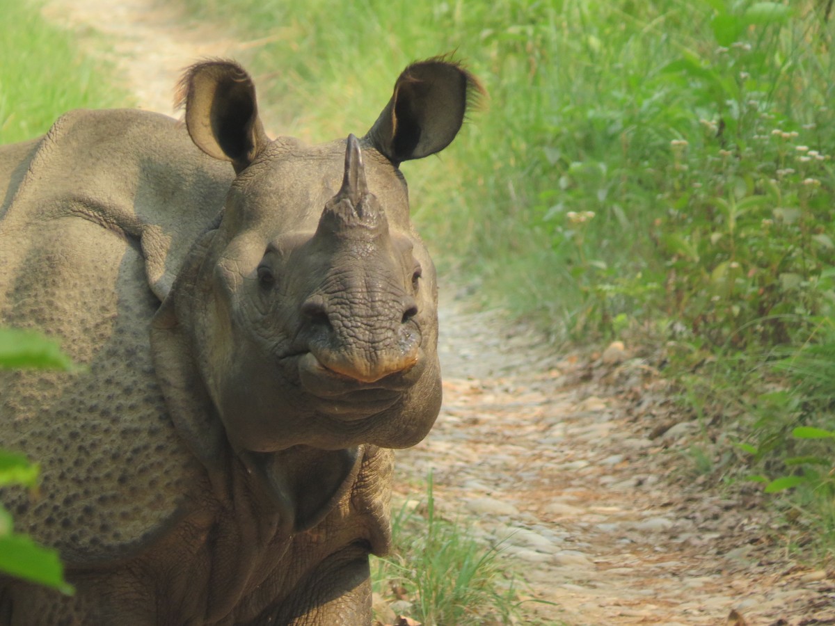 One-horned Rhinoceroses - ML645207258