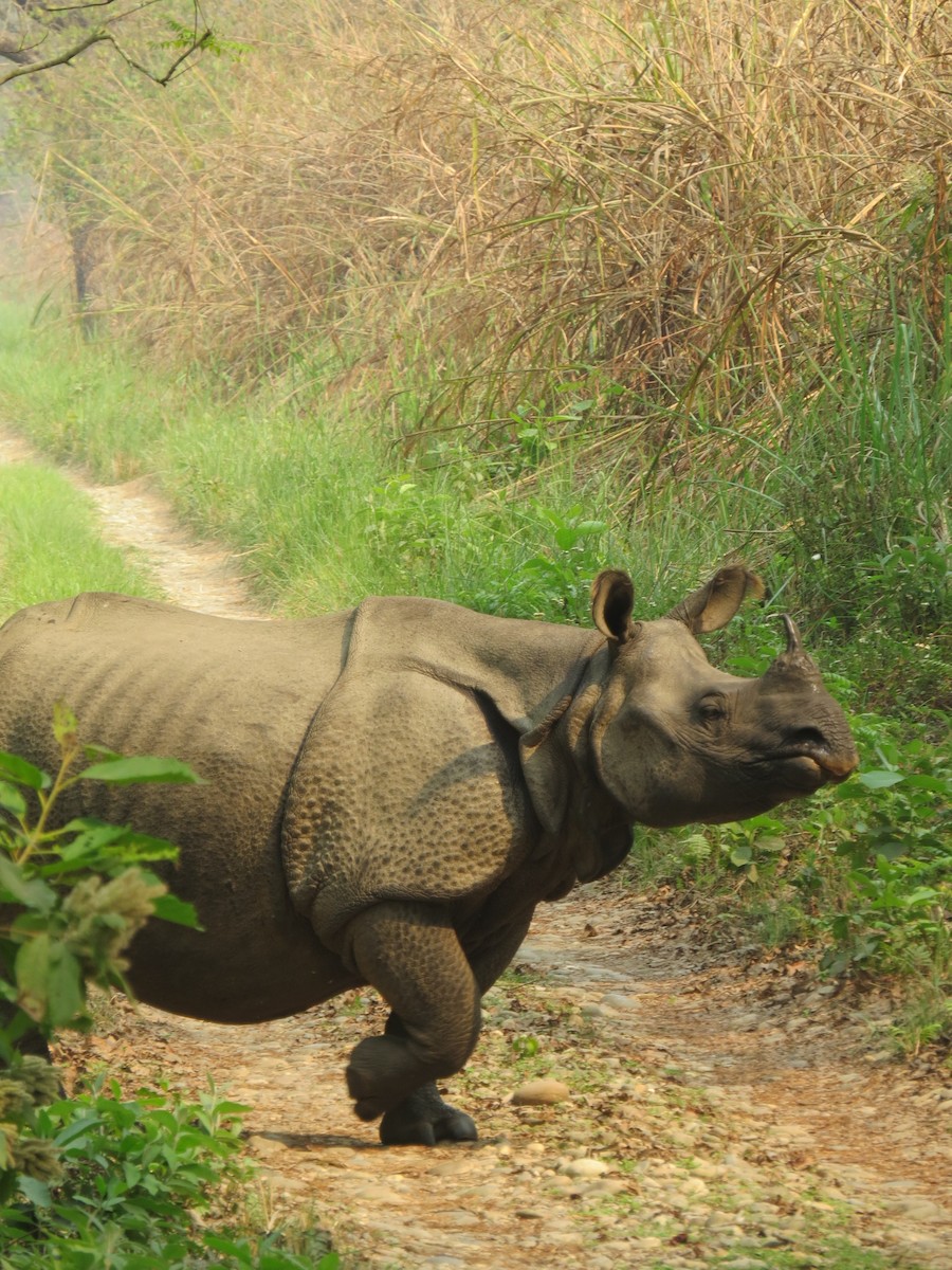 One-horned Rhinoceroses - ML645207259
