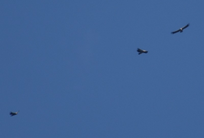 Vautour de l'Himalaya - ML645207277