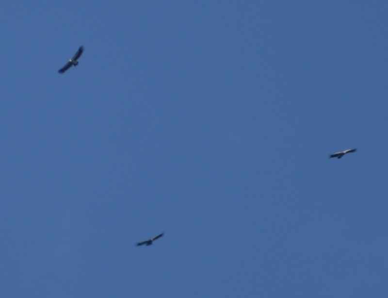 Vautour de l'Himalaya - ML645207278