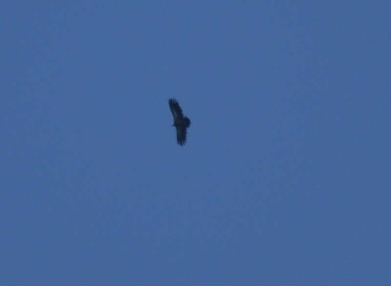 Vautour de l'Himalaya - ML645207283