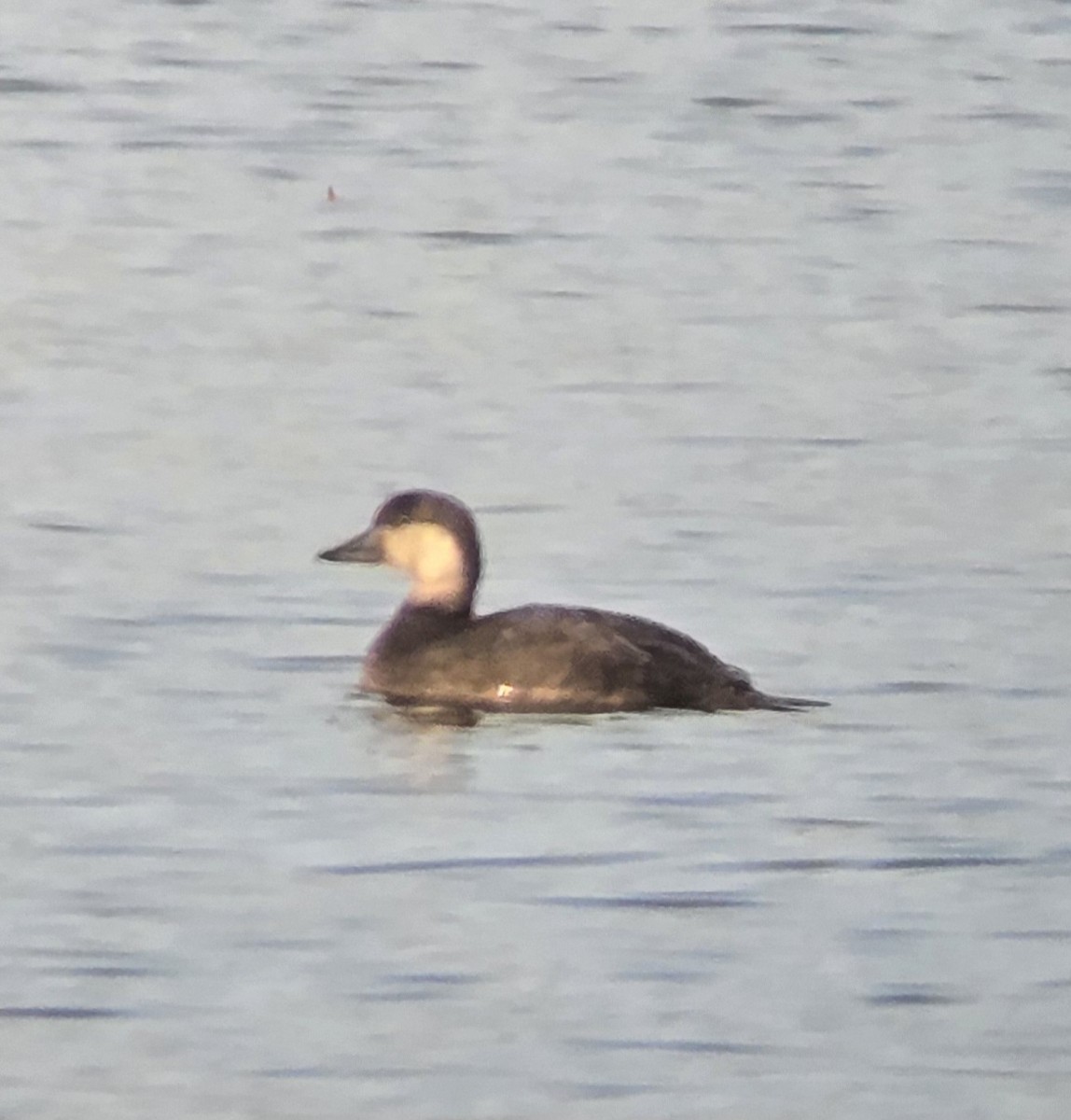 amerikasvartand - ML645207287