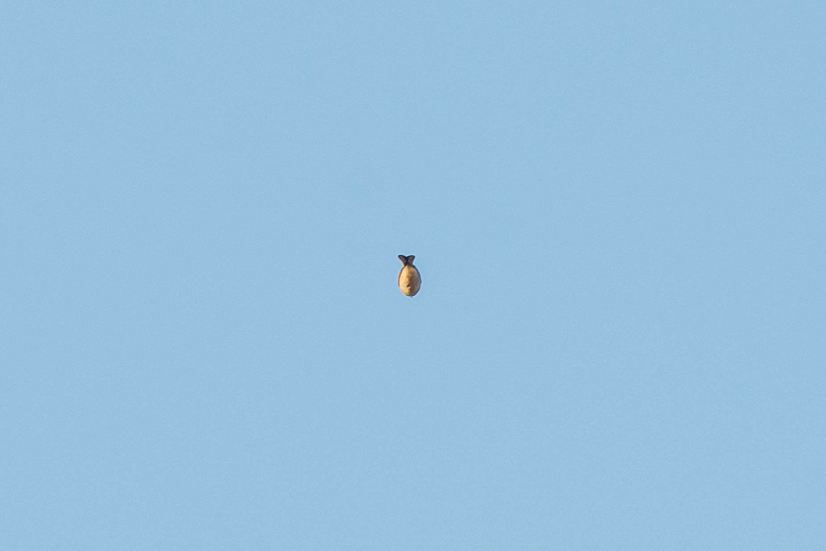 Richard's Pipit - ML645207302