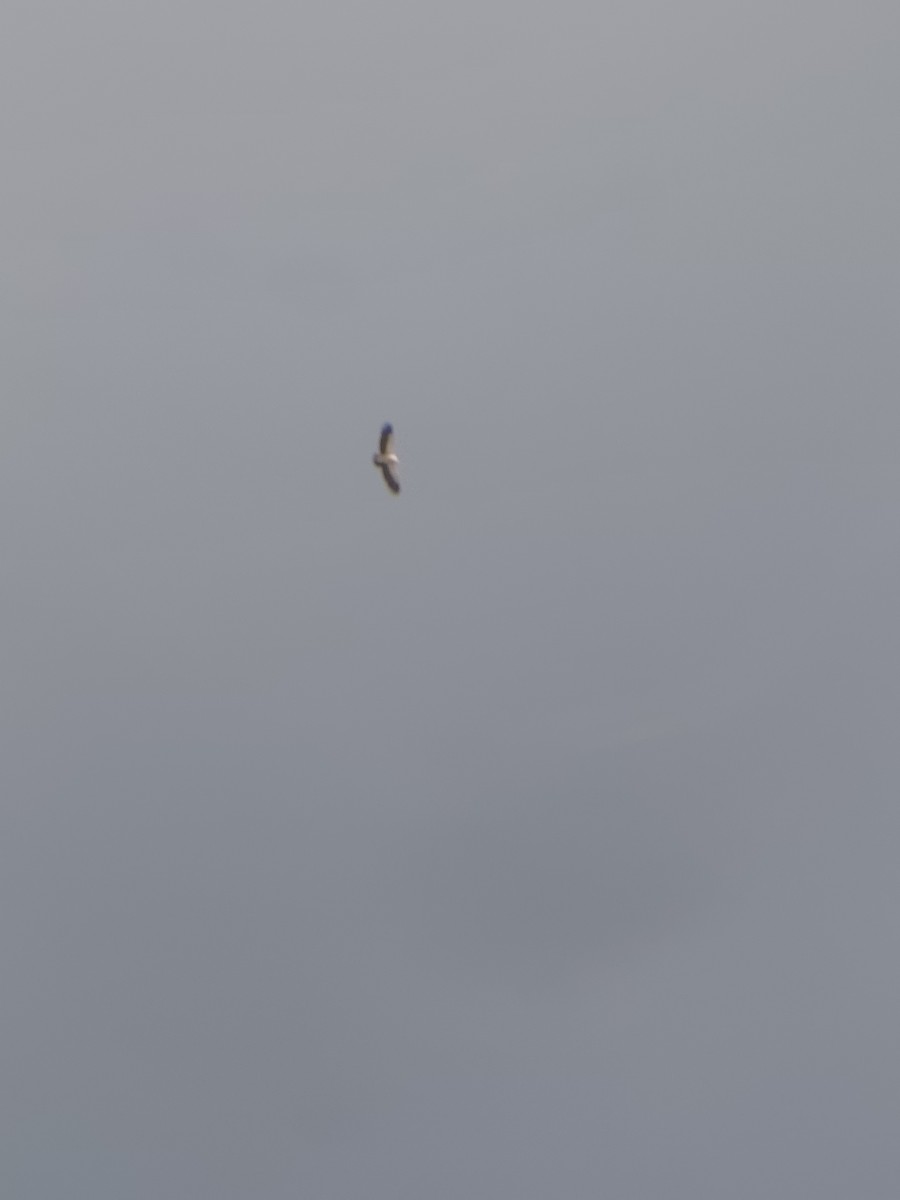 Vautour de l'Himalaya - ML645207308