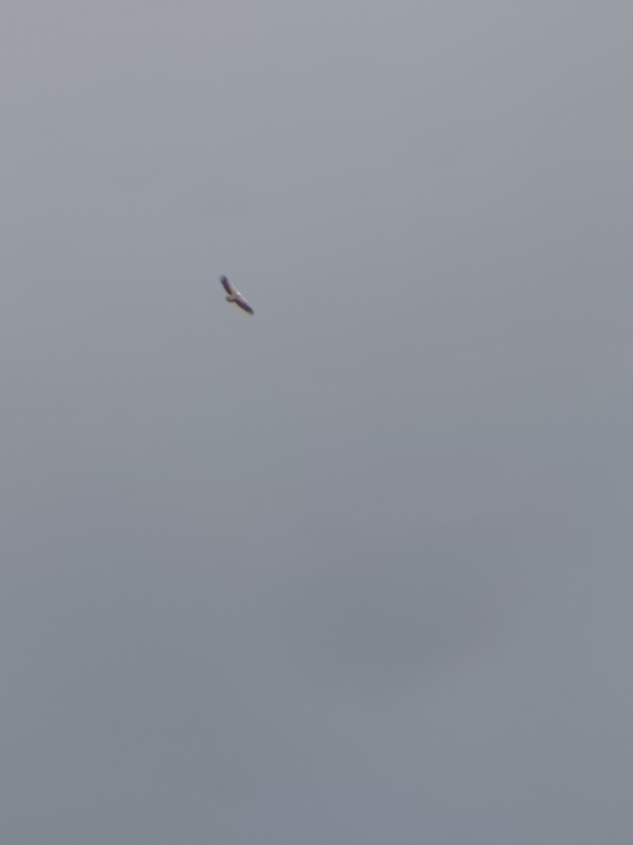 Vautour de l'Himalaya - ML645207309