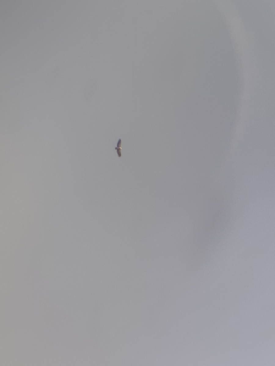 Vautour de l'Himalaya - ML645207310