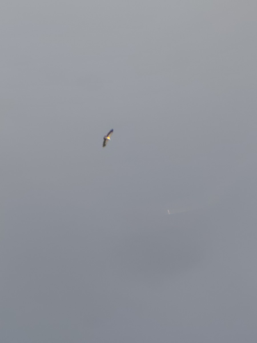 Vautour de l'Himalaya - ML645207311