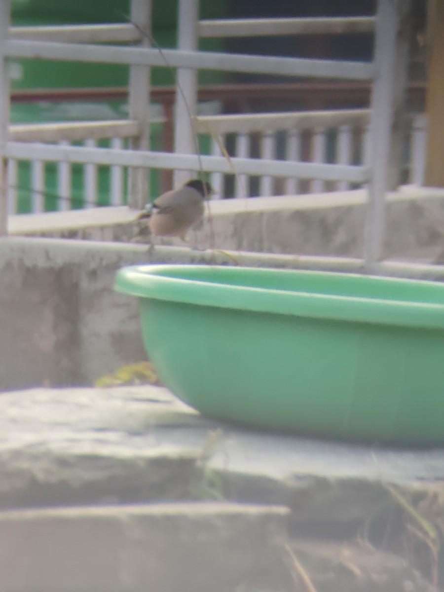 Black-headed Jay - ML645207329