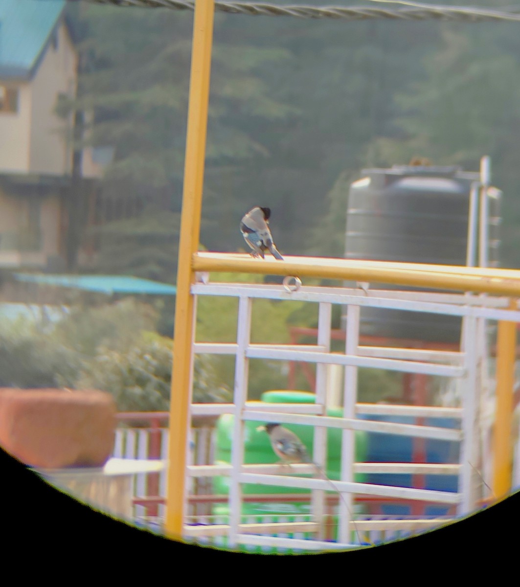 Black-headed Jay - ML645207330