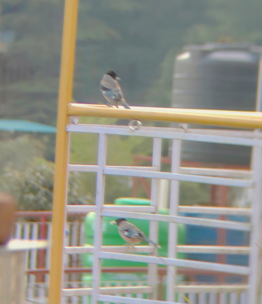 Black-headed Jay - ML645207331