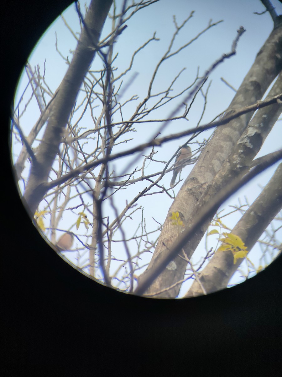 Black-headed Jay - ML645207332